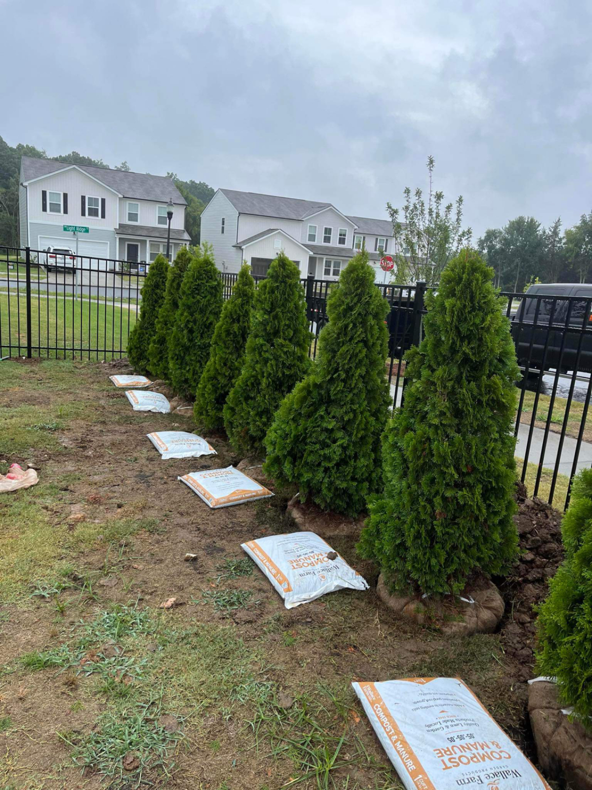 Emerald green arborvitae with burlap root balls staged along a black iron fence with compost and manure soil bags in a new-construction Denver, NC yard