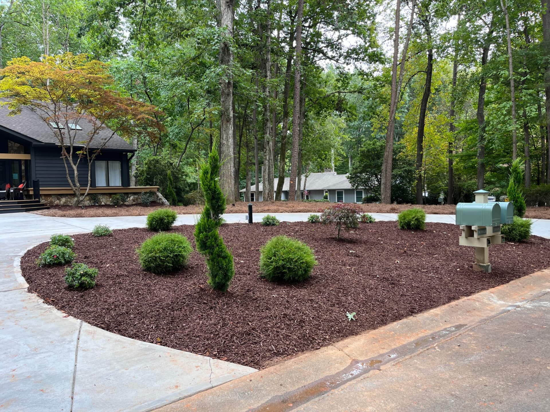 New mulched planting bed with shrubs and a spiral evergreen installed by the Southern Style Turf crew