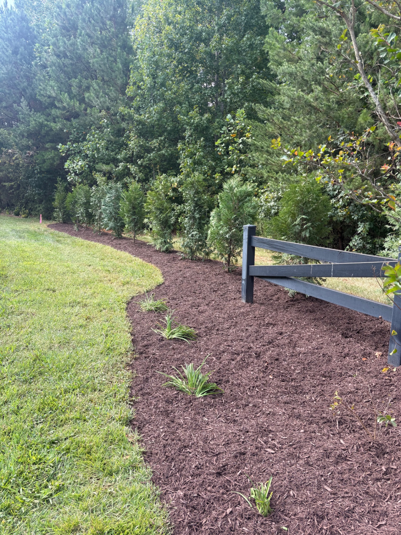 Row of evergreen holly shrubs planted in a new mulch bed along a wooded slope in Denver, NC